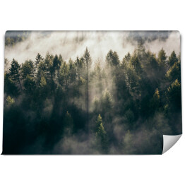 Fototapeta samoprzylepna Wschód słońca nad lasem we mgle