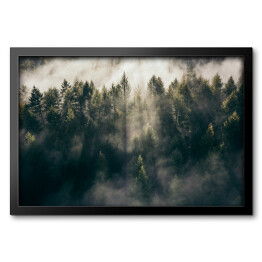 Obraz w ramie Wschód słońca nad lasem we mgle