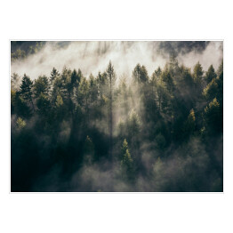 Plakat Wschód słońca nad lasem we mgle