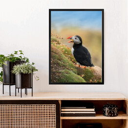 Obraz w ramie Ptak maskonur na zielonej łące wśród kwiatów