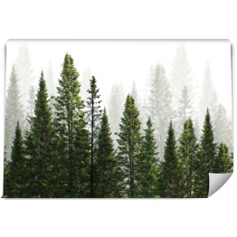 Fototapeta Ciemnozielone proste drzewa las na białym
