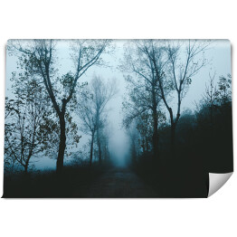 Fototapeta samoprzylepna Droga wśród drzew w porannej gęstej mgle