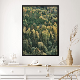 Obraz w ramie Pierwsze oznaki jesieni w zielonym lesie