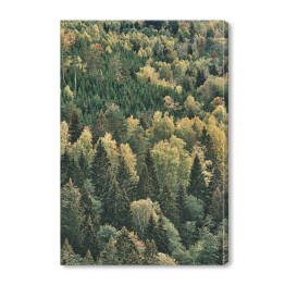 Obraz na płótnie Pierwsze oznaki jesieni w zielonym lesie