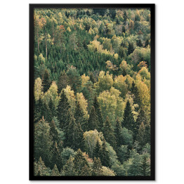 Plakat w ramie Pierwsze oznaki jesieni w zielonym lesie