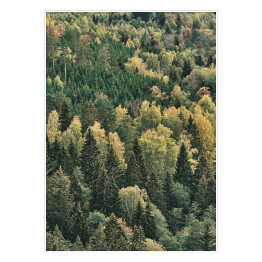 Plakat samoprzylepny Pierwsze oznaki jesieni w zielonym lesie
