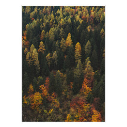 Plakat samoprzylepny Las - pejzaż z początku jesieni
