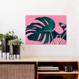 Plakat samoprzylepny Liście monstery na tle w kolorze różowym