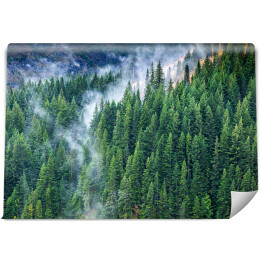 Fototapeta winylowa zmywalna Aerial lasu sosnowego z płynącą mgłą.