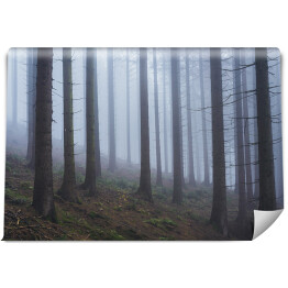 Fototapeta samoprzylepna Las na wzgórzu we mgle