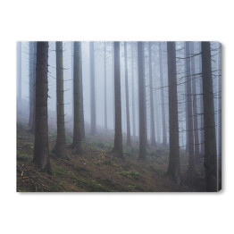 Obraz na płótnie Las na wzgórzu we mgle
