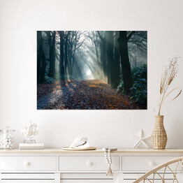 Plakat samoprzylepny Aleja w zamglonym lesie jesienią o świcie