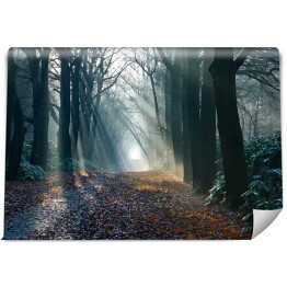 Fototapeta samoprzylepna Aleja w zamglonym lesie jesienią o świcie