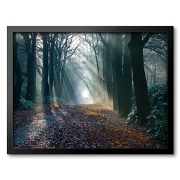 Obraz w ramie Aleja w zamglonym lesie jesienią o świcie