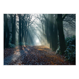 Plakat samoprzylepny Aleja w zamglonym lesie jesienią o świcie