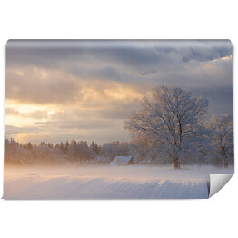 Fototapeta winylowa zmywalna Zimowy krajobraz z drzewami na polanie o poranku
