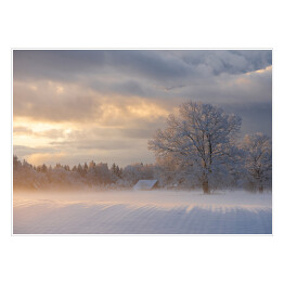 Plakat samoprzylepny Zimowy krajobraz z drzewami na polanie o poranku