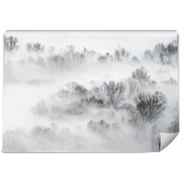 Gęsta mgła nad lasem zimą
