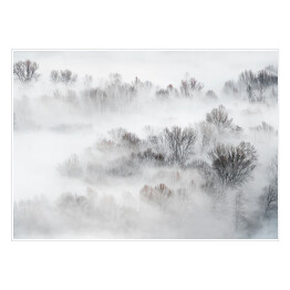 Plakat samoprzylepny Gęsta mgła nad lasem zimą