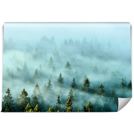Fototapeta samoprzylepna Zamglone góry z lasem jodłowym we mgle. Mgliste drzewa w porannym świetle.