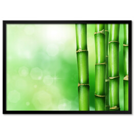 Plakat w ramie Zielony bambus