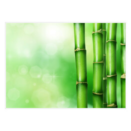 Plakat Zielony bambus