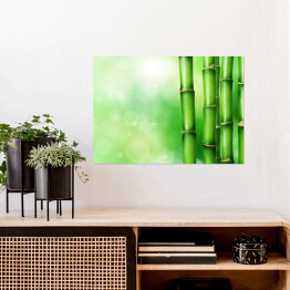 Plakat Zielony bambus