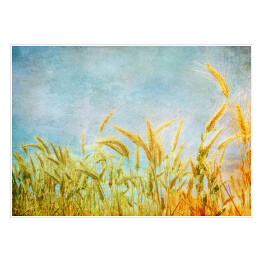 Plakat samoprzylepny Pola pszenicy na tle błękitnego nieba