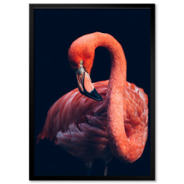 Plakat w ramie Zbliżenie na flaminga