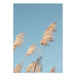 Plakat samoprzylepny Liść trzciny neutralny na niebieskim tle nieba. Kreatywny, minimalny, stylizowany koncept dla blogerów.