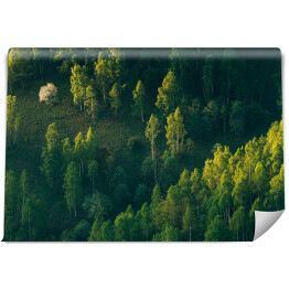Fototapeta winylowa zmywalna Promienie słoneczne nad zielonym lesie w lecie.