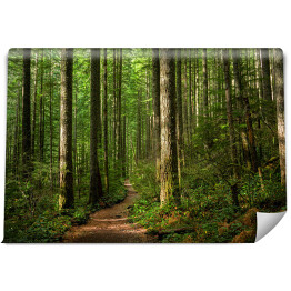 Fototapeta winylowa zmywalna Ścieżka przez oświetlony słońcem las