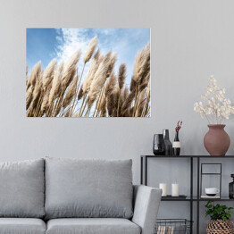 Plakat Wysokie trawy pampasowe na wietrze