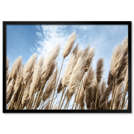 Wysokie trawy pampasowe na wietrze