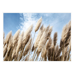 Plakat Wysokie trawy pampasowe na wietrze