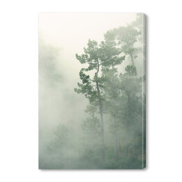 Obraz na płótnie Tropikalny las we mgle
