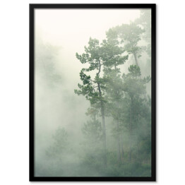 Plakat w ramie Tropikalny las we mgle