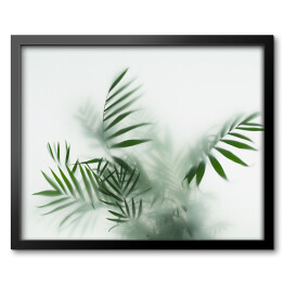 Obraz w ramie Liście palmy we mgle