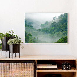 Obraz na płótnie Mgła w lesie tropikalnym