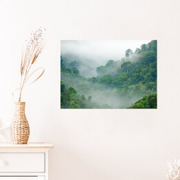 Plakat samoprzylepny Mgła w lesie tropikalnym