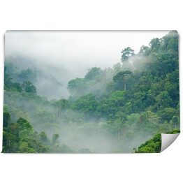 Fototapeta Mgła w lesie tropikalnym