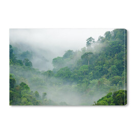 Obraz na płótnie Mgła w lesie tropikalnym