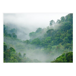 Plakat Mgła w lesie tropikalnym