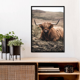 Plakat w ramie Szkocka krowa na pastwisku