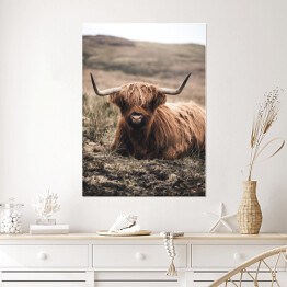 Plakat samoprzylepny Szkocka krowa na pastwisku