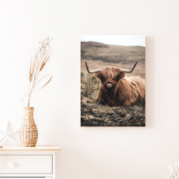 Obraz na płótnie Szkocka krowa na pastwisku
