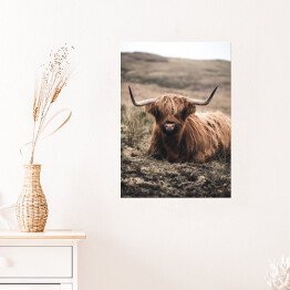 Plakat Szkocka krowa na pastwisku