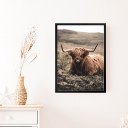 Obraz w ramie Szkocka krowa na pastwisku