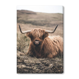 Obraz na płótnie Szkocka krowa na pastwisku