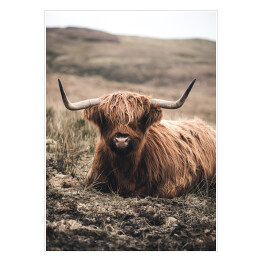 Plakat samoprzylepny Szkocka krowa na pastwisku